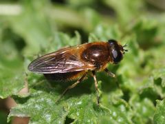 Cheilosia albipila